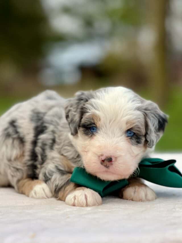 bernedoodle puppy