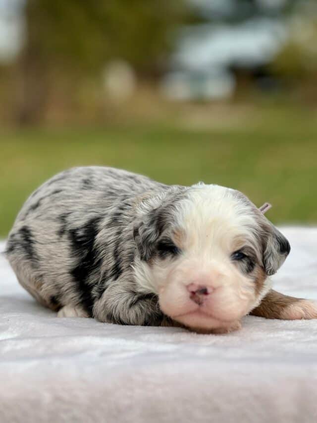 bernedoodle puppy