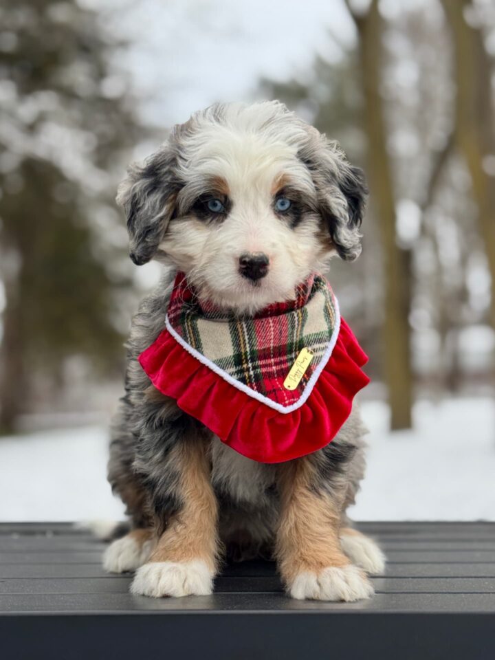 bernedoodle puppy