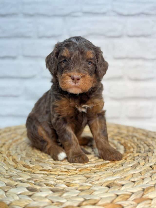 bernedoodle puppy