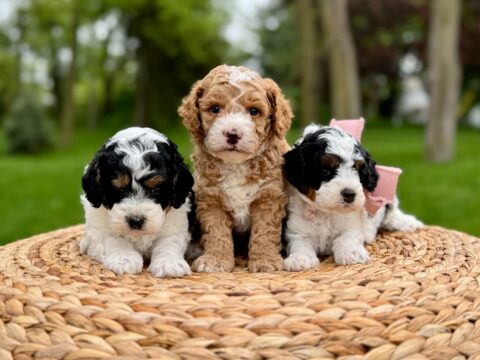 poodle pups