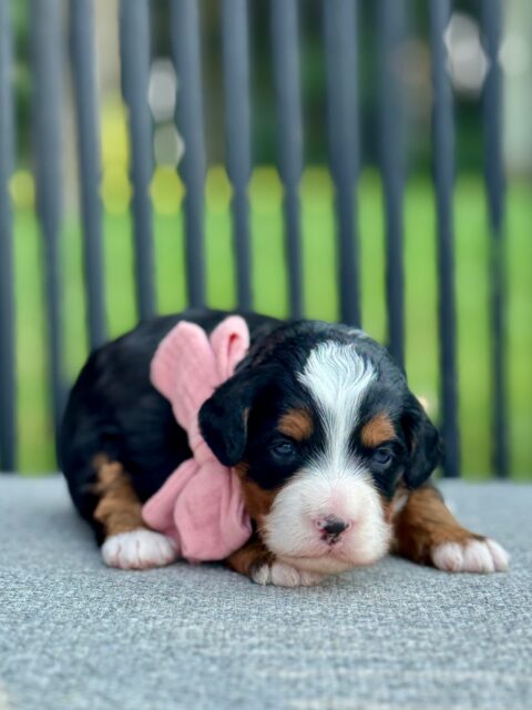 bernedoodle puppy