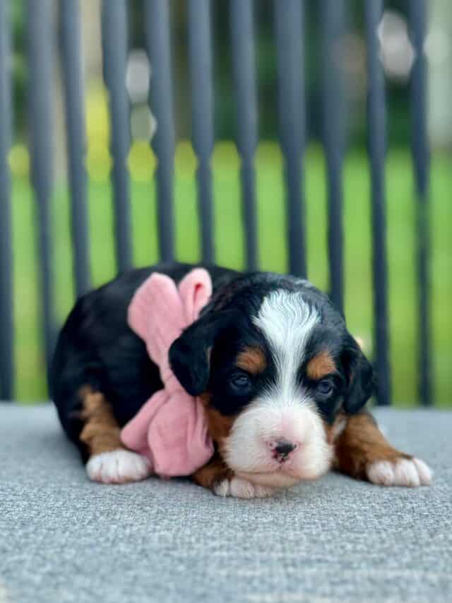 bernedoodle puppy