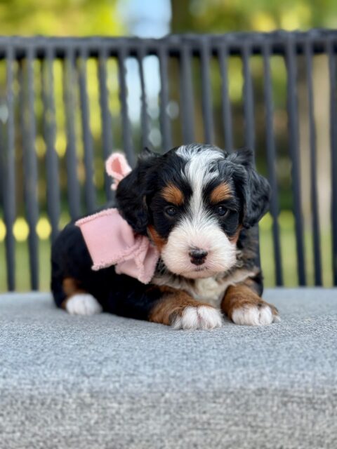bernedoodle puppy