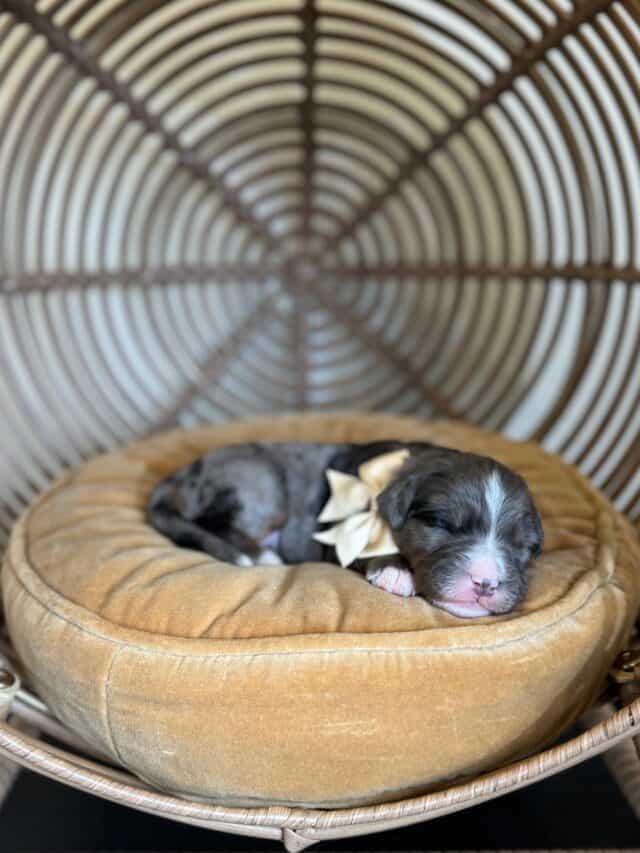 bernedoodle puppy