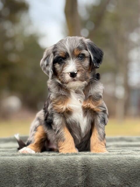 bernedoodle puppy