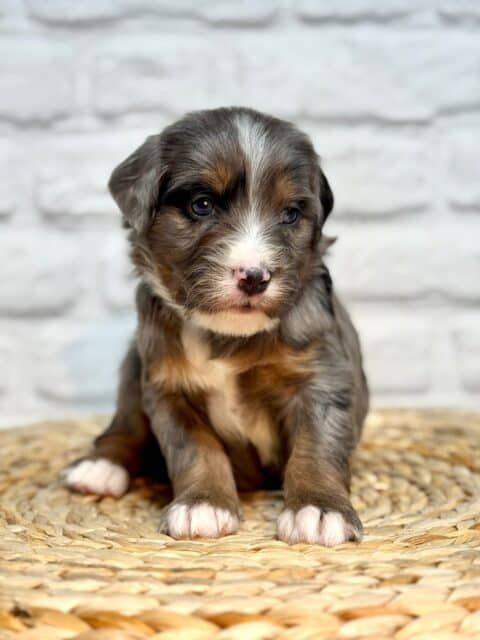 bernedoodle puppy