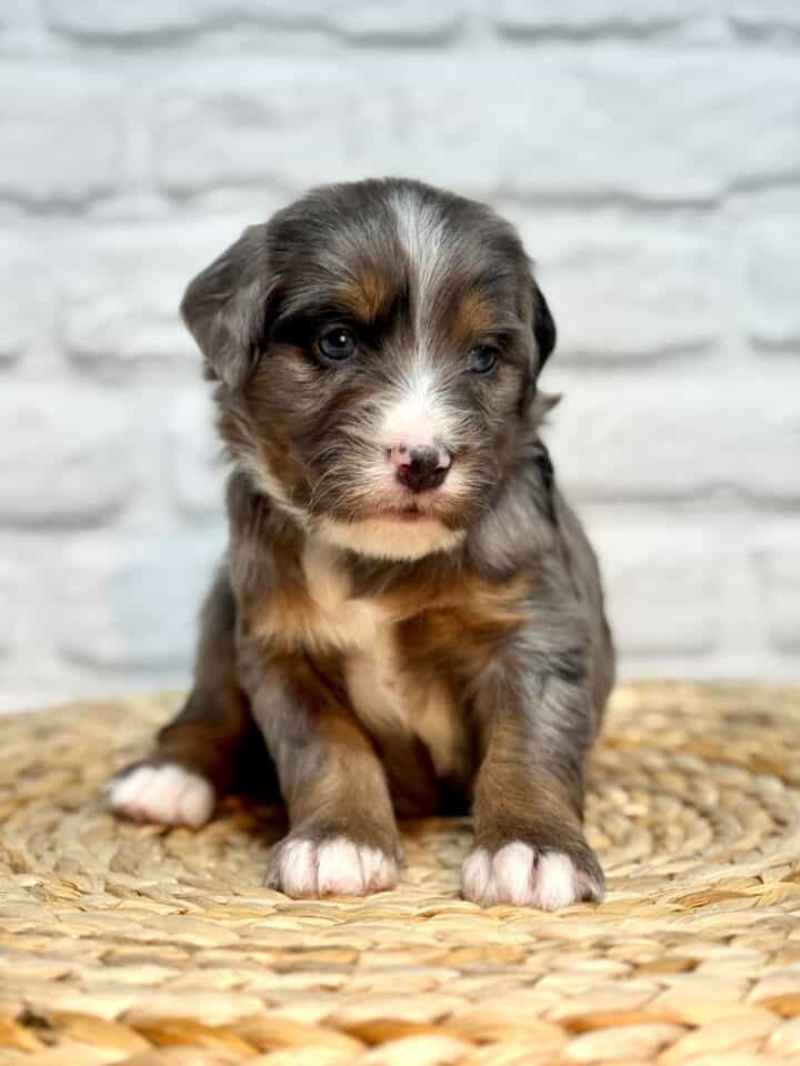 bernedoodle puppy