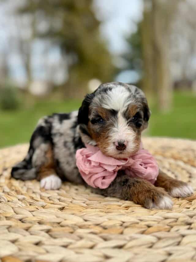 bernedoodle puppy