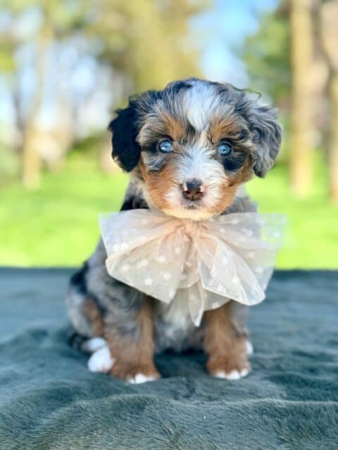 bernedoodle puppy