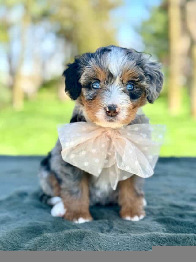 bernedoodle puppy
