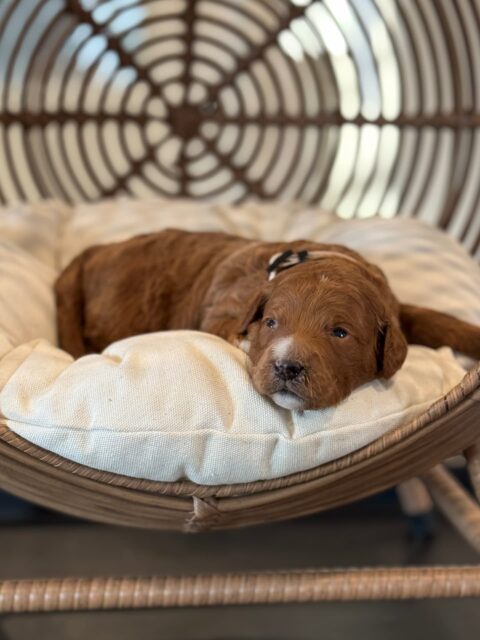 goldendoodle puppy