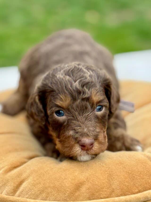 bernedoodle puppy