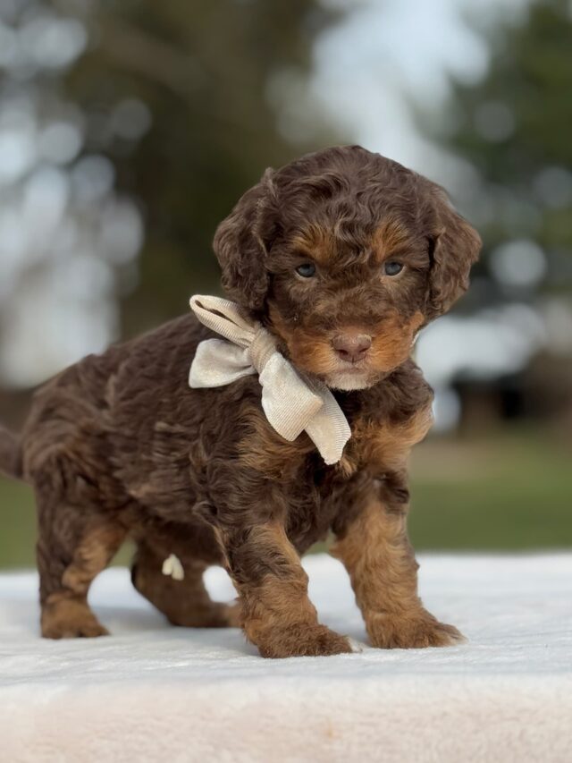 bernedoodle puppy