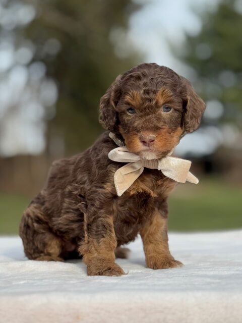 bernedoodle puppy