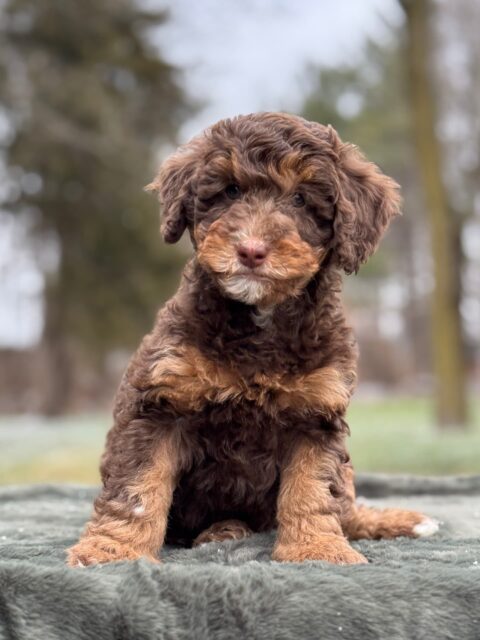 bernedoodle puppy