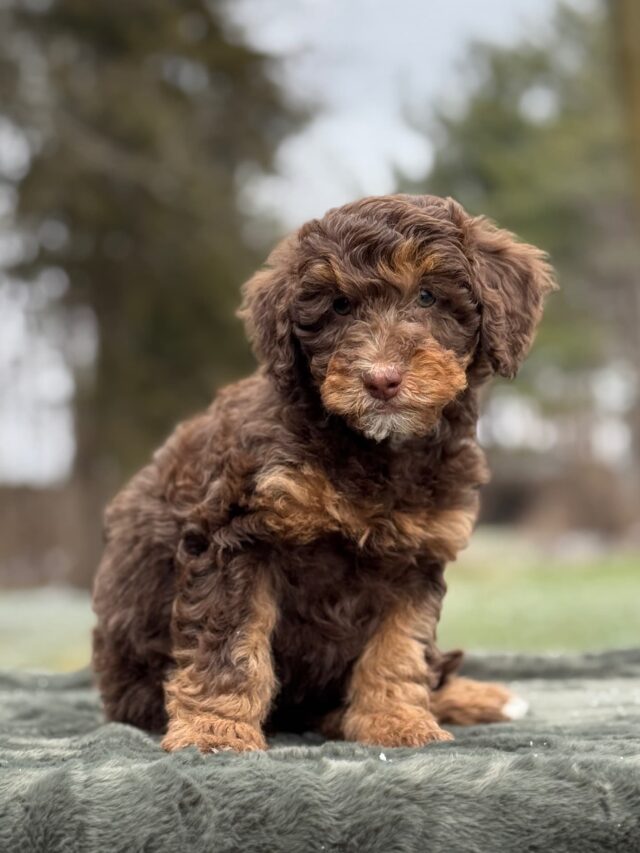 bernedoodle puppy