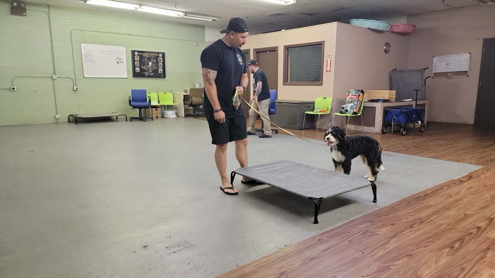 Owner is training his Bernedoodle