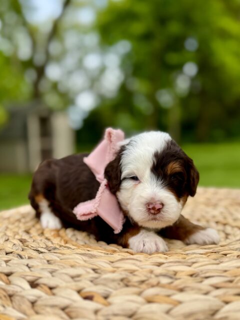bernedoodle puppy