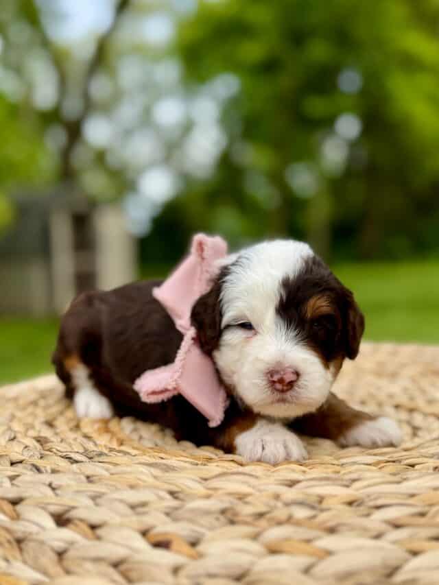 bernedoodle puppy