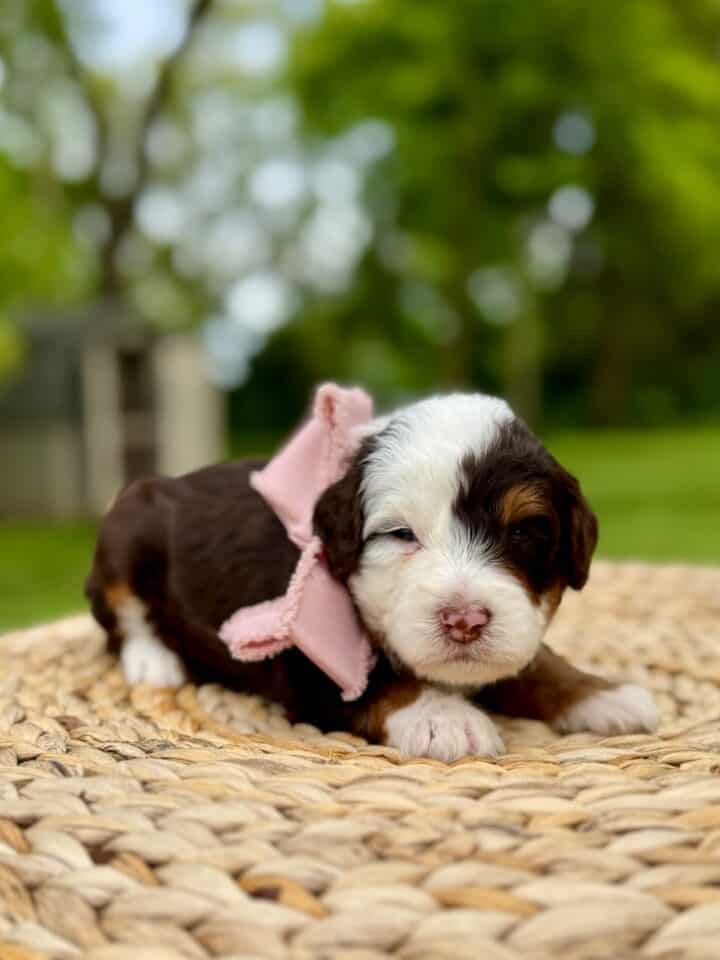 bernedoodle puppy