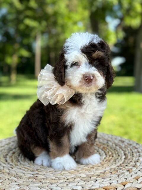 bernedoodle puppy