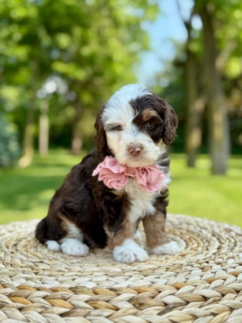 bernedoodle puppy