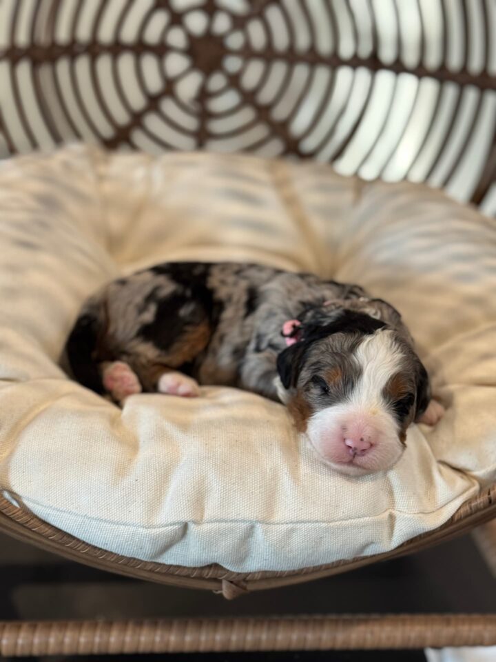 bernedoodle puppy