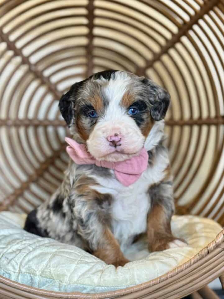 bernedoodle puppy