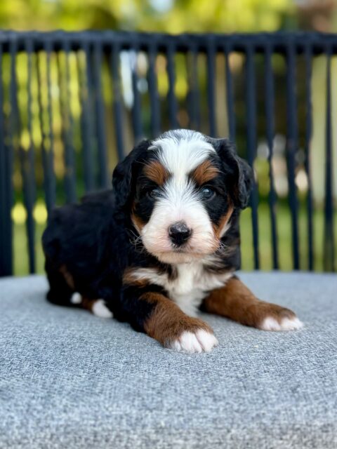 bernedoodle puppy