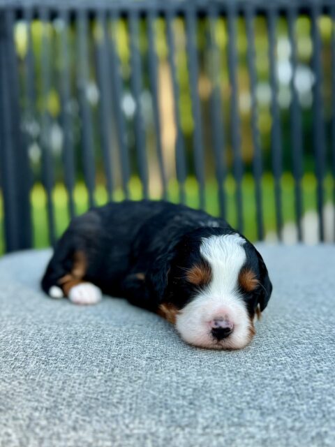bernedoodle puppy
