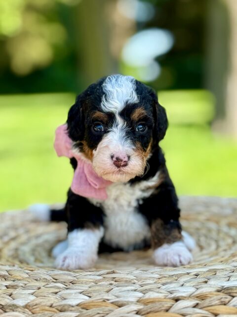 bernedoodle puppy