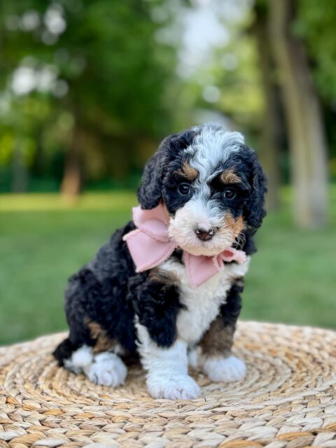 bernedoodle puppy