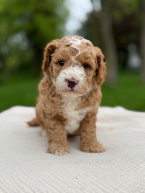 poodle puppy