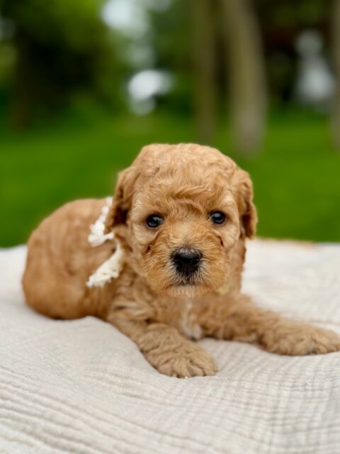 poodle puppy
