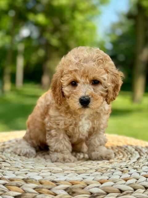 poodle puppy
