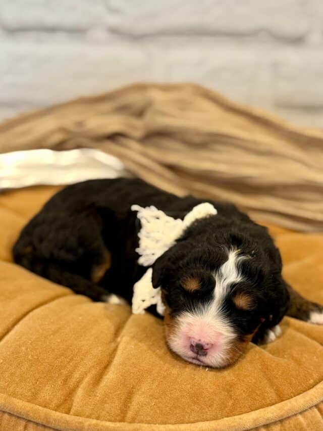 bernedoodle puppy