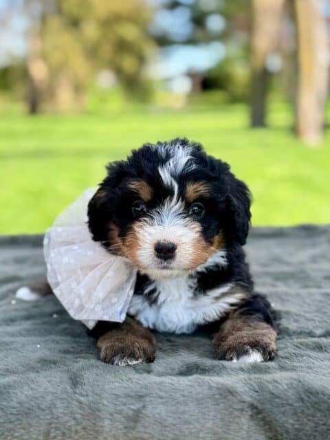 bernedoodle puppy