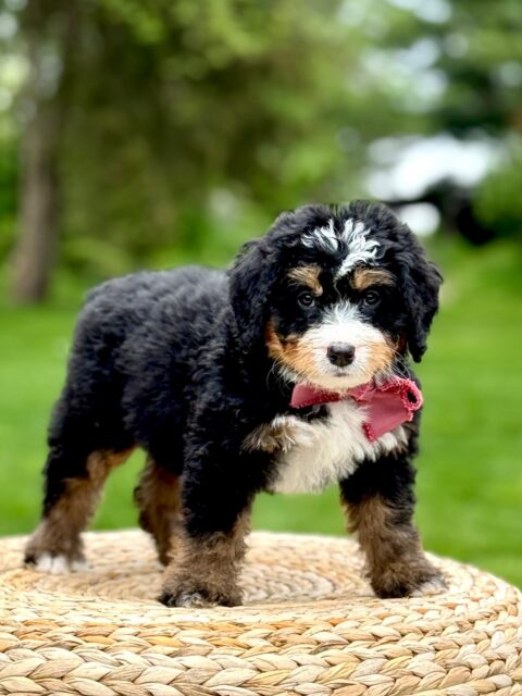 bernedoodle puppy