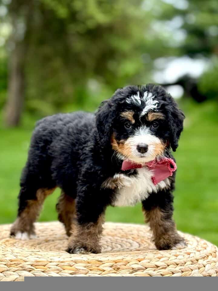 bernedoodle puppy
