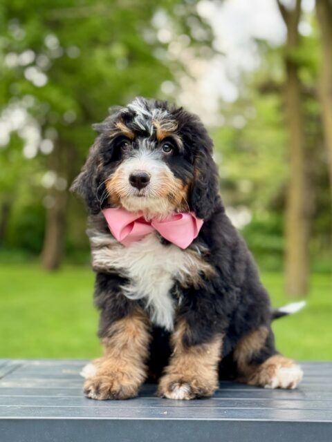 bernedoodle puppy