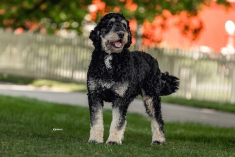 bernedoodle mom