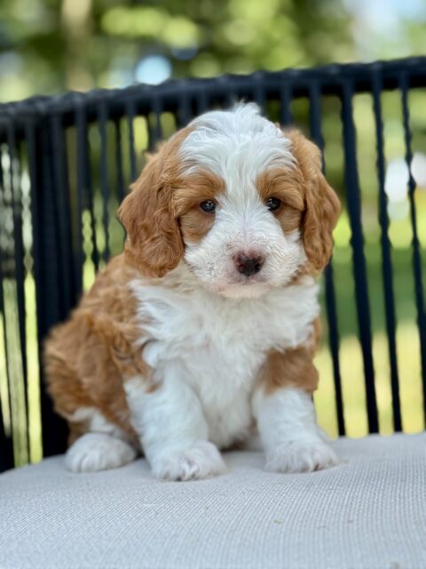 Bernedoodle puppy