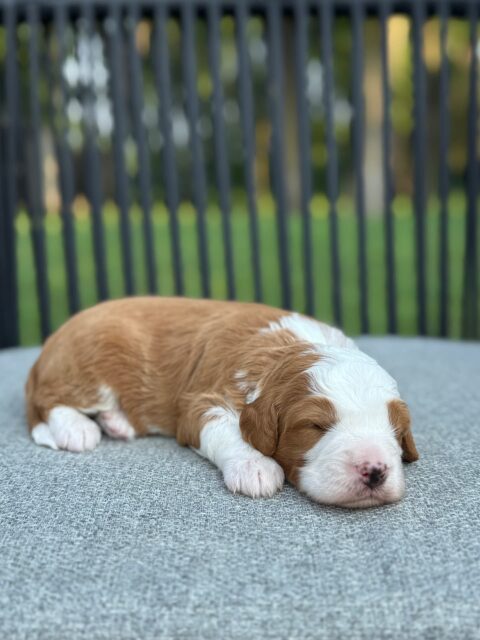 bernedoodle puppy