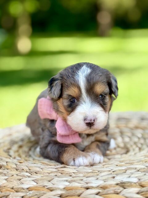 bernedoodle puppy
