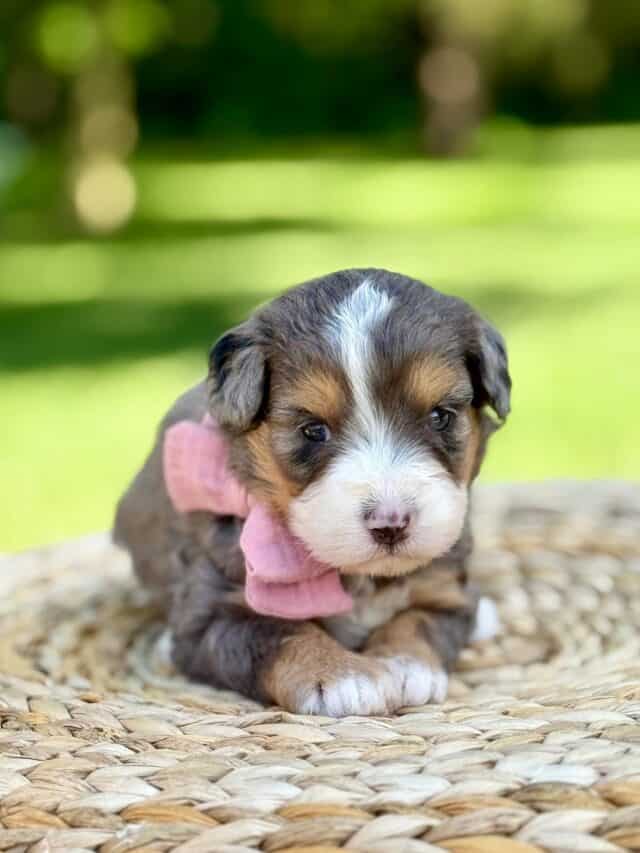 bernedoodle puppy