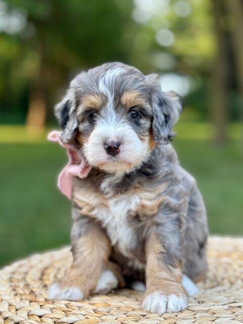 bernedoodle puppy