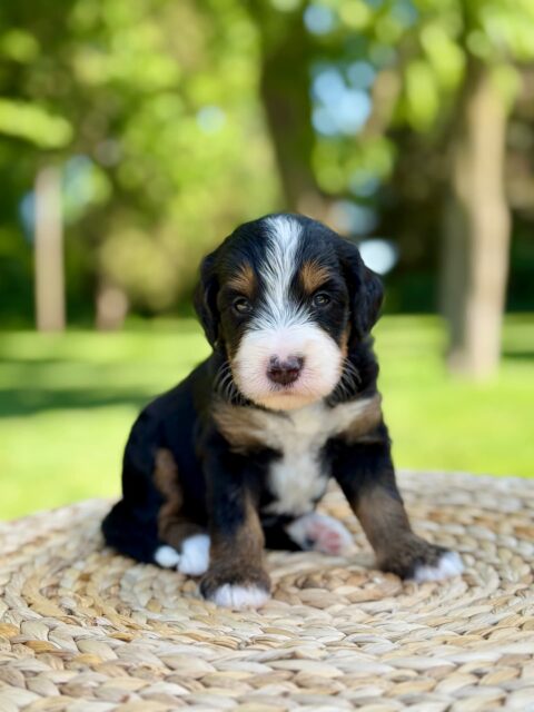 bernedoodle puppy