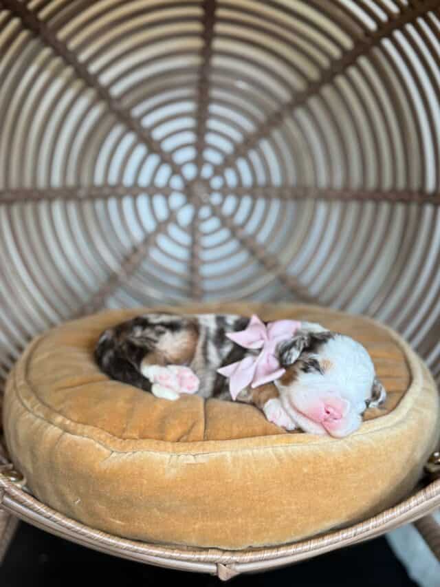 bernedoodle puppy