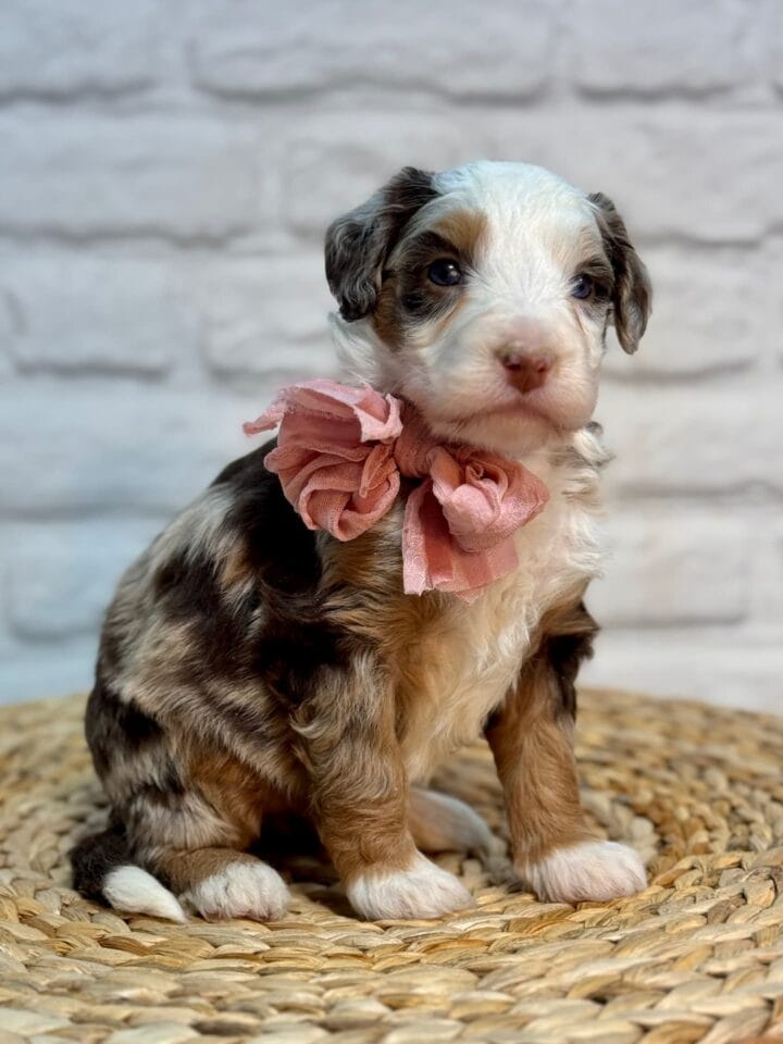 bernedoodle puppy